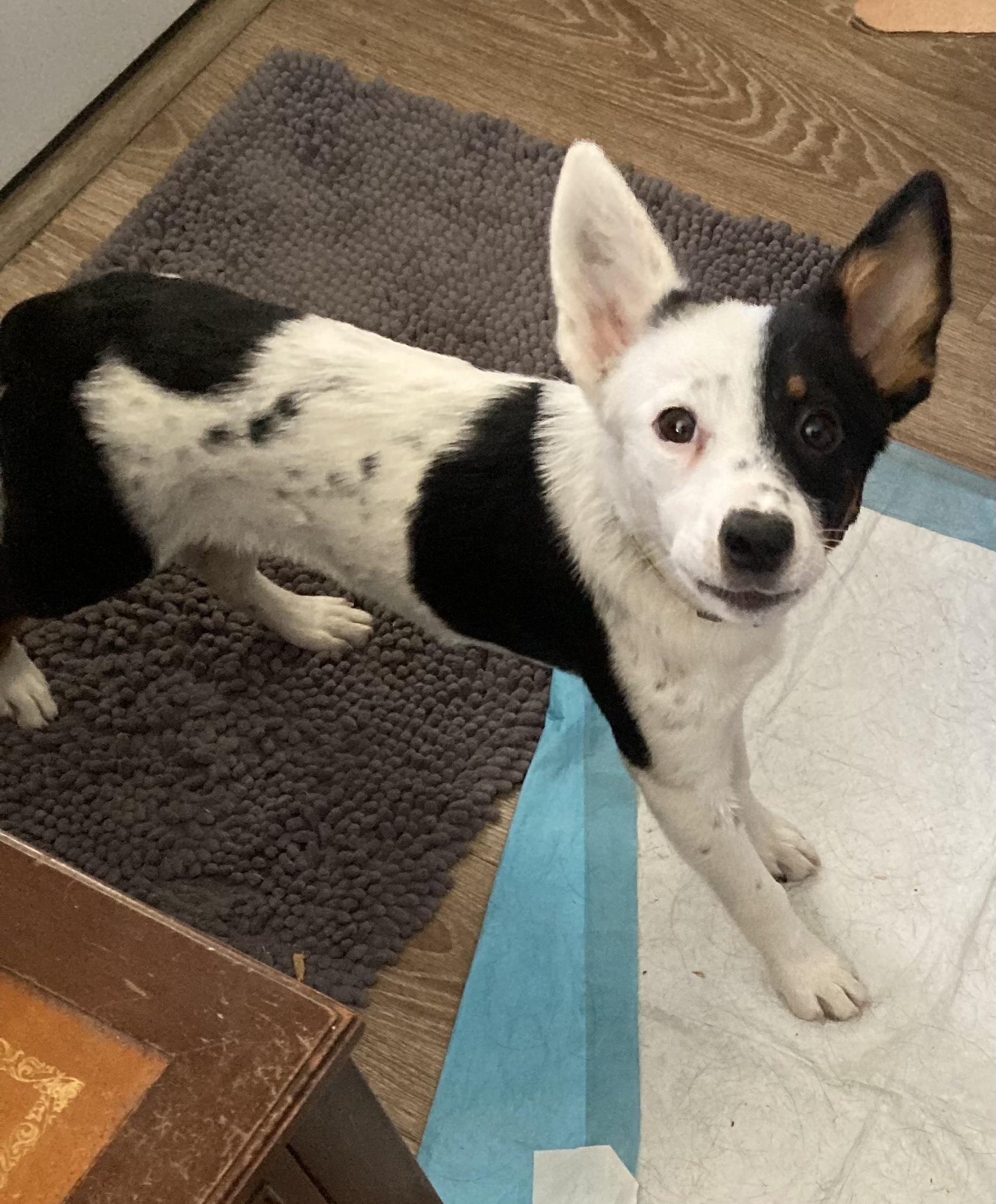 Enlarge Essie, a ADOPTABLE mixed breed in Tracy, CA image 3/5