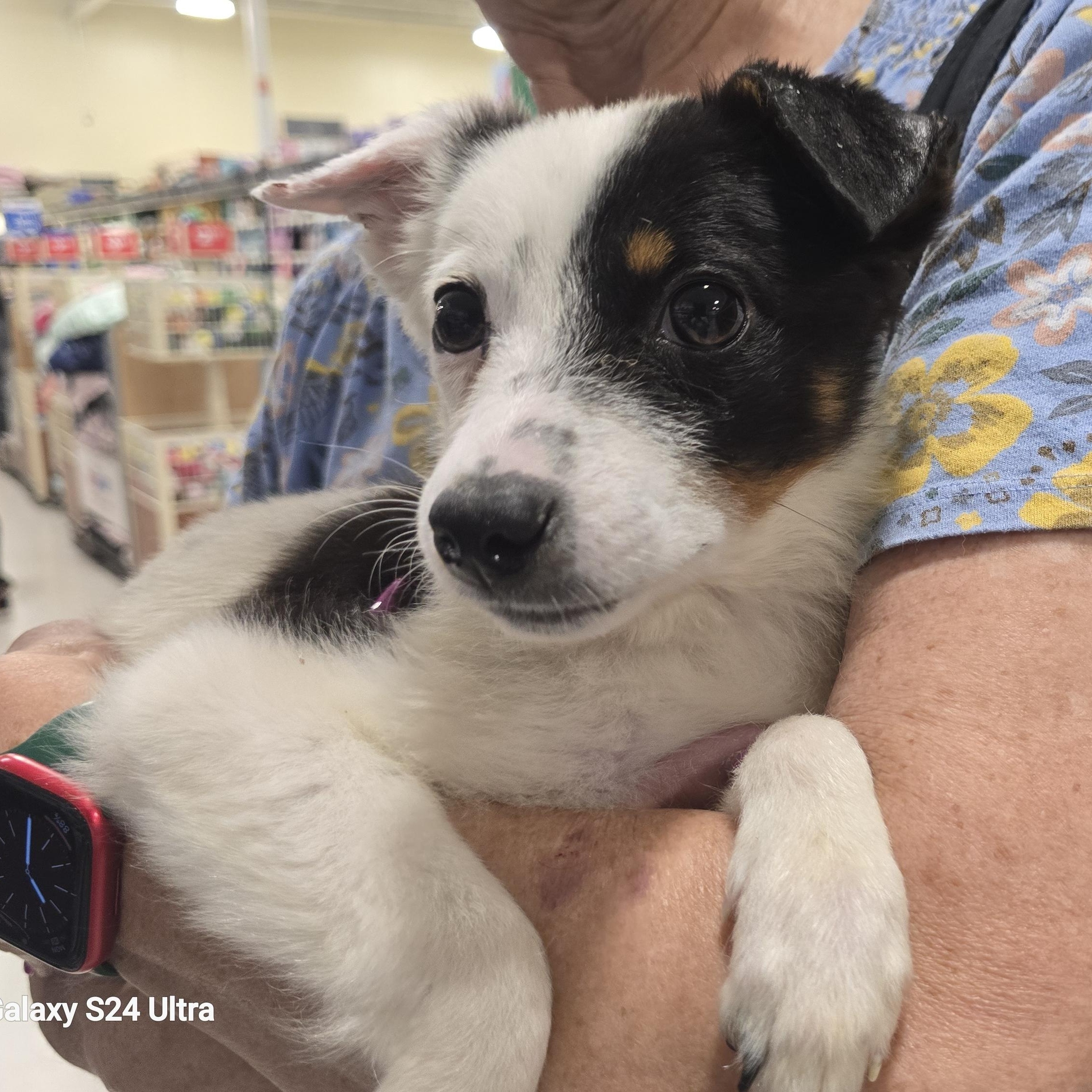 Enlarge Essie, a ADOPTABLE mixed breed in Tracy, CA image 2/5