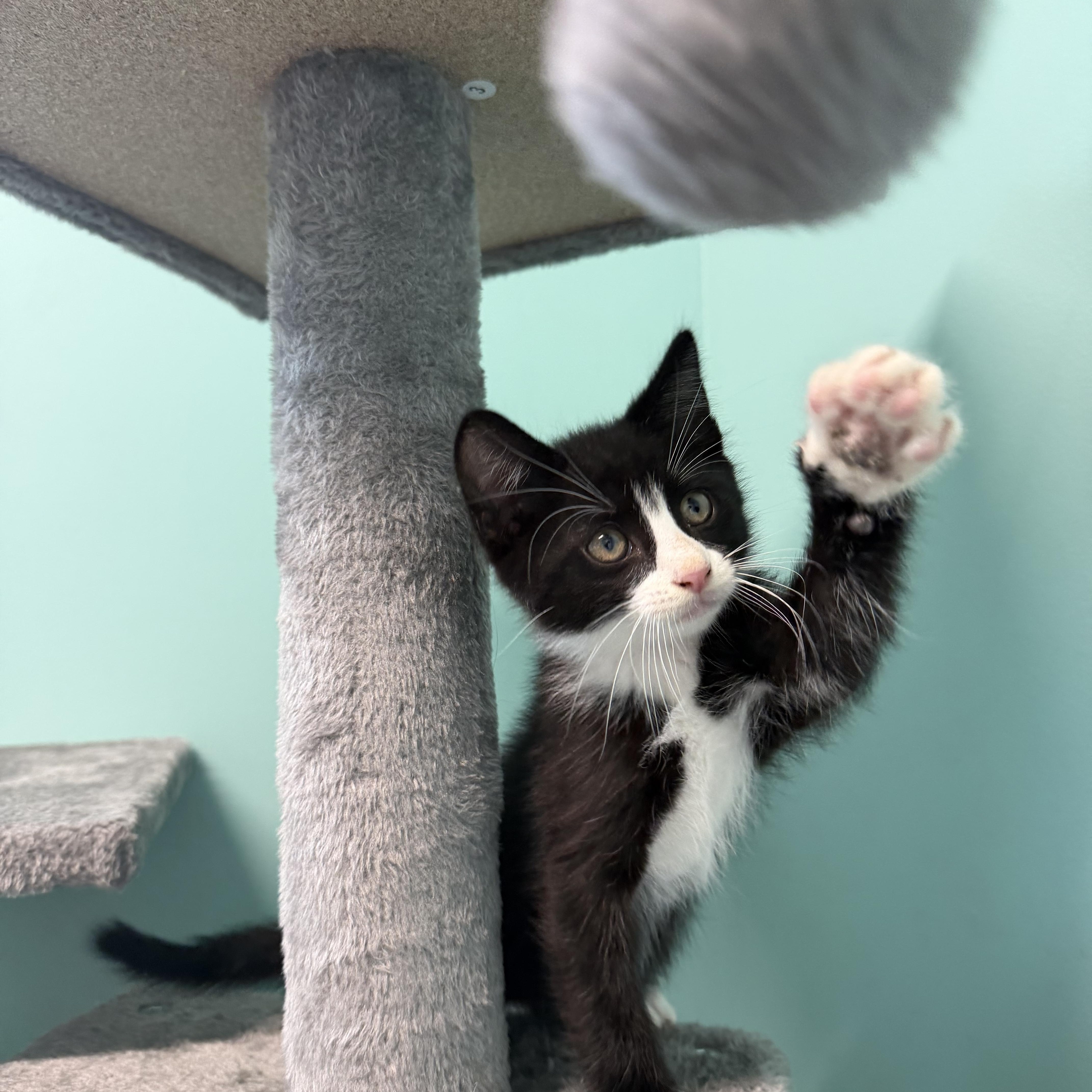 Bobby, adopted, Kitten Male Tuxedo.