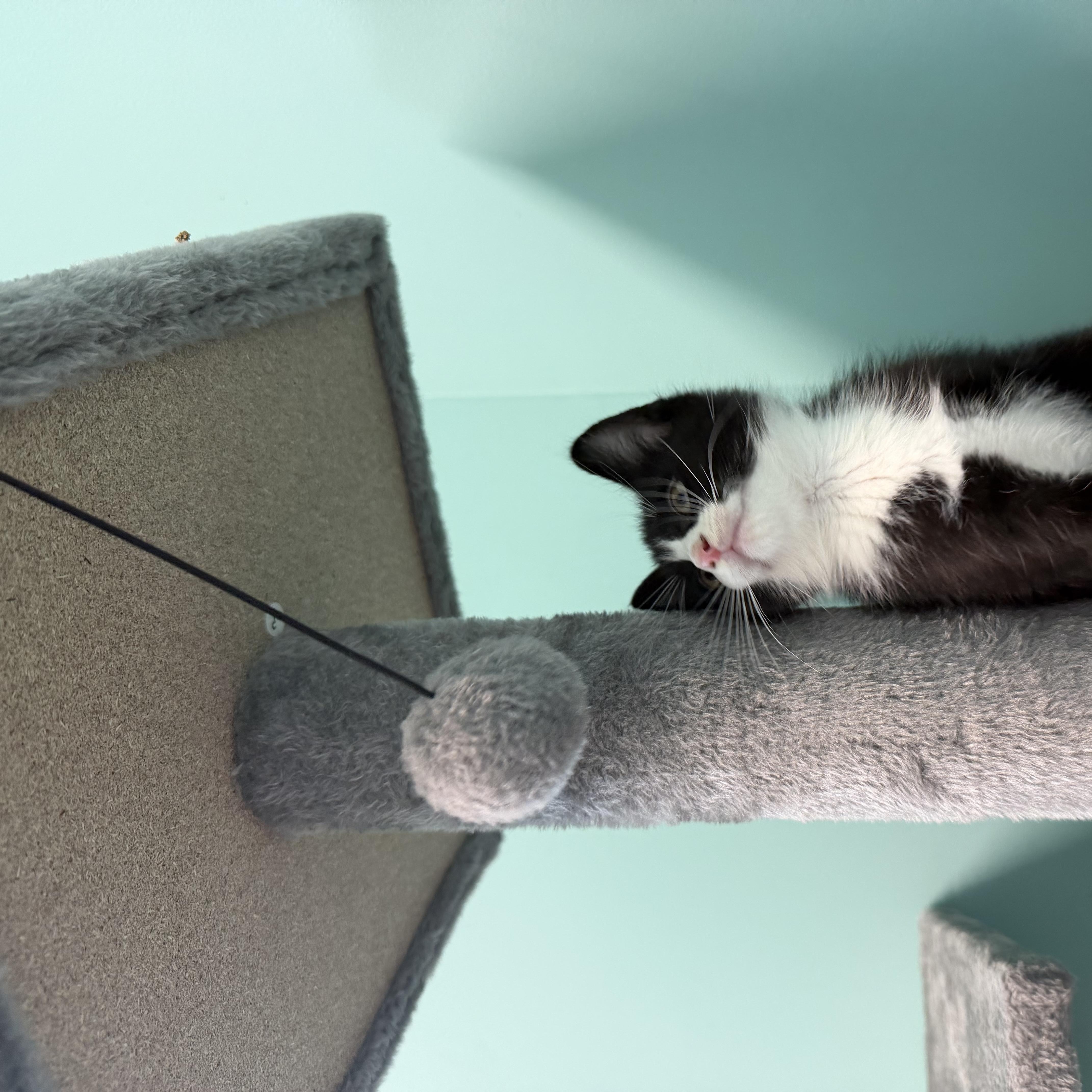 Bobby, an adopted Tuxedo in Boonville, MO image 2/2