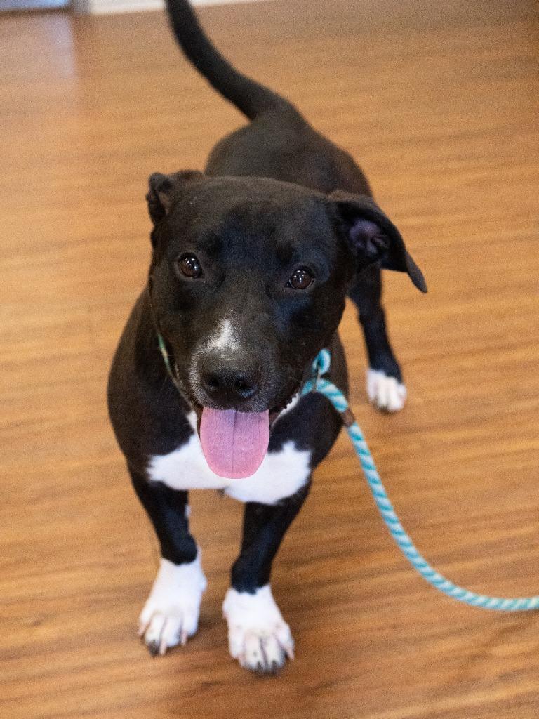 Enlarge Ghost, a Adoptable mixed breed in Christiansburg, VA image 1/3