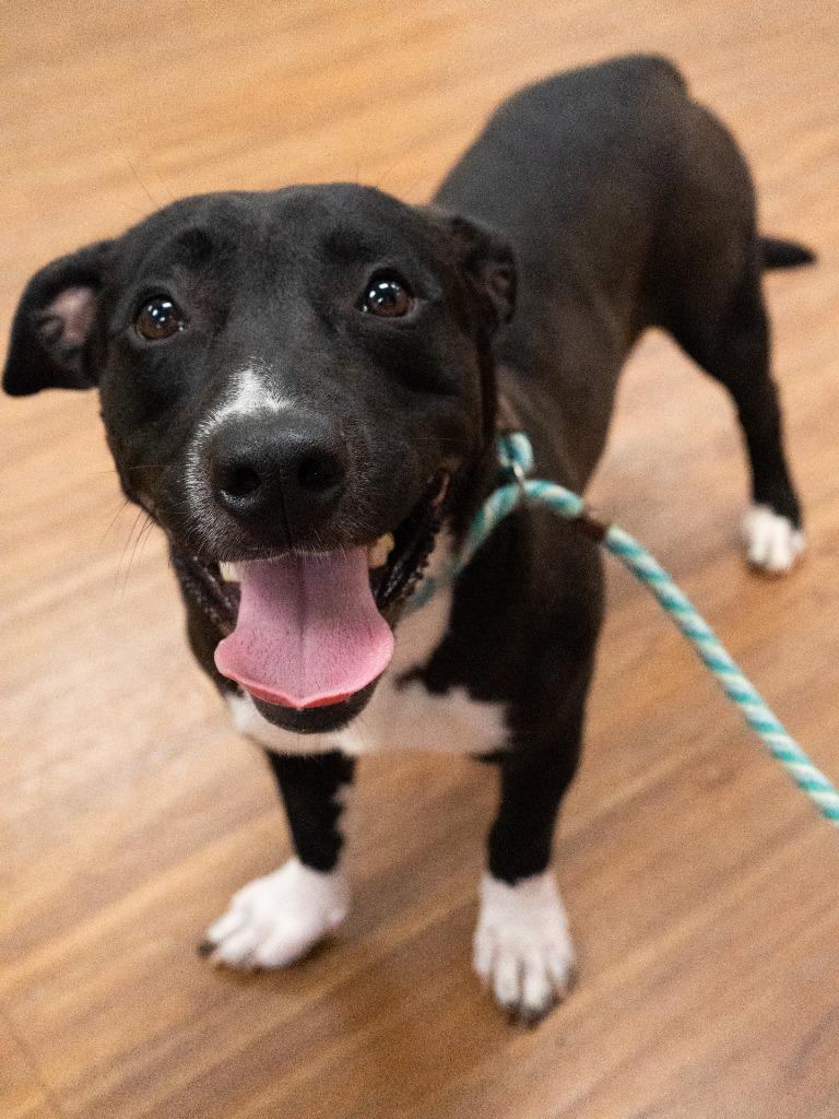 Ghost, Adoptable, Young Male Pit Bull Terrier & Labrador Retriever.