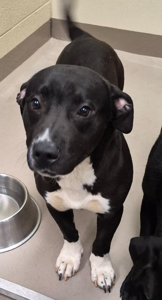 Enlarge Ghost, a Adoptable mixed breed in Christiansburg, VA image 3/3