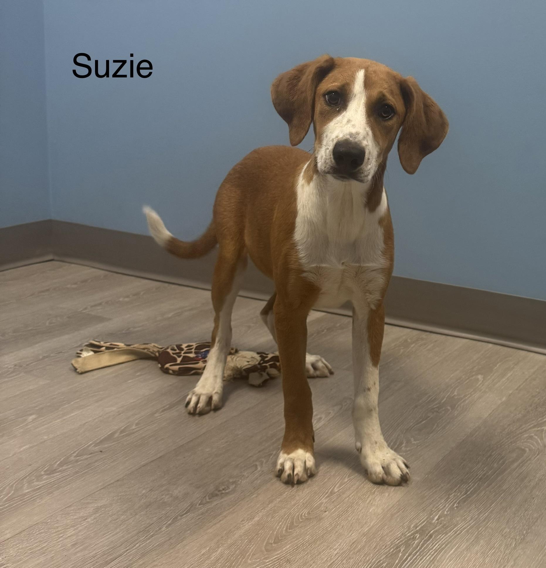 Enlarge Suzie, a Adoptable Coonhound in Ulster, PA image 1/1