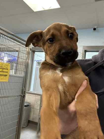 Enlarge Marc, a Adoptable mixed breed in Munster, IN image 1/1