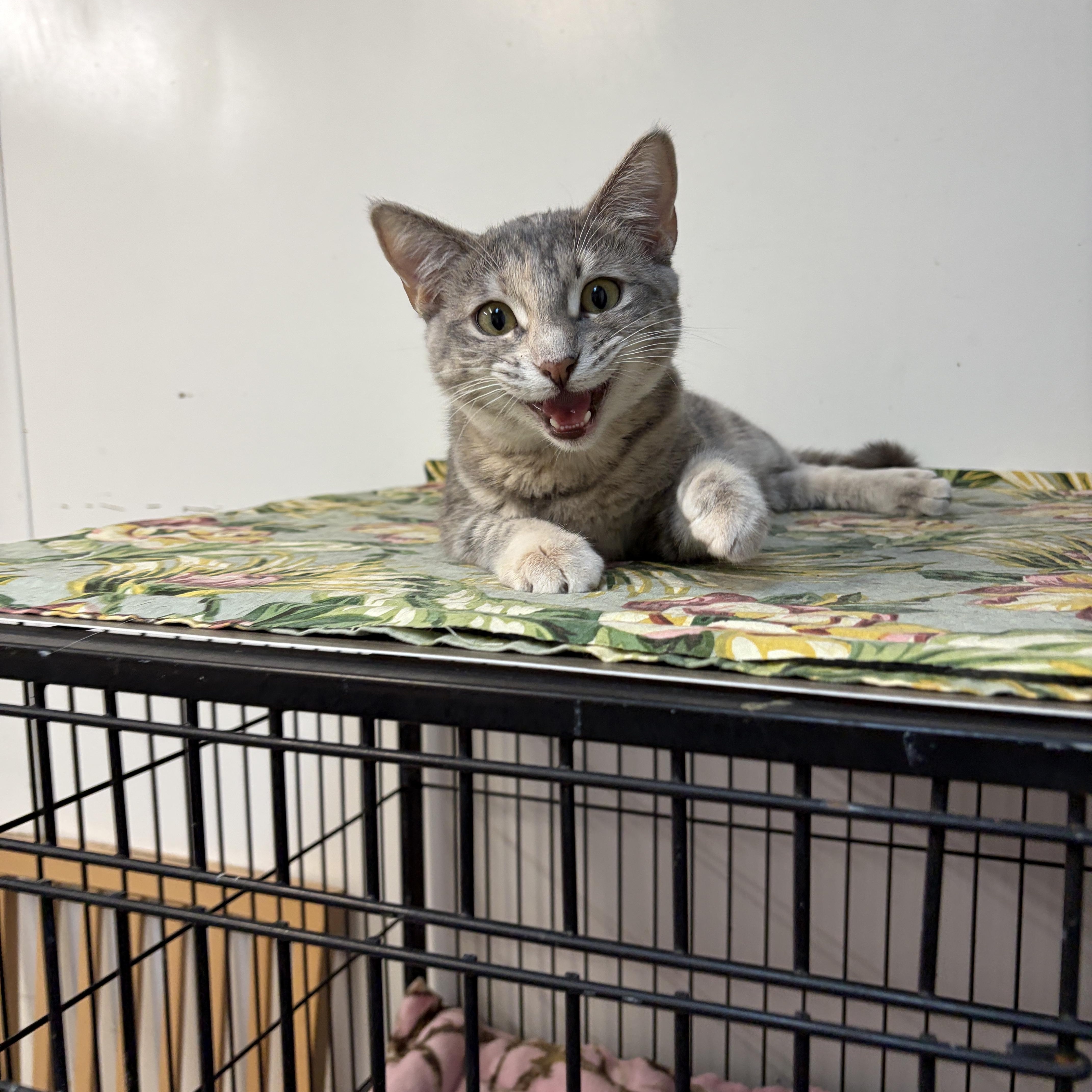 Athena photo