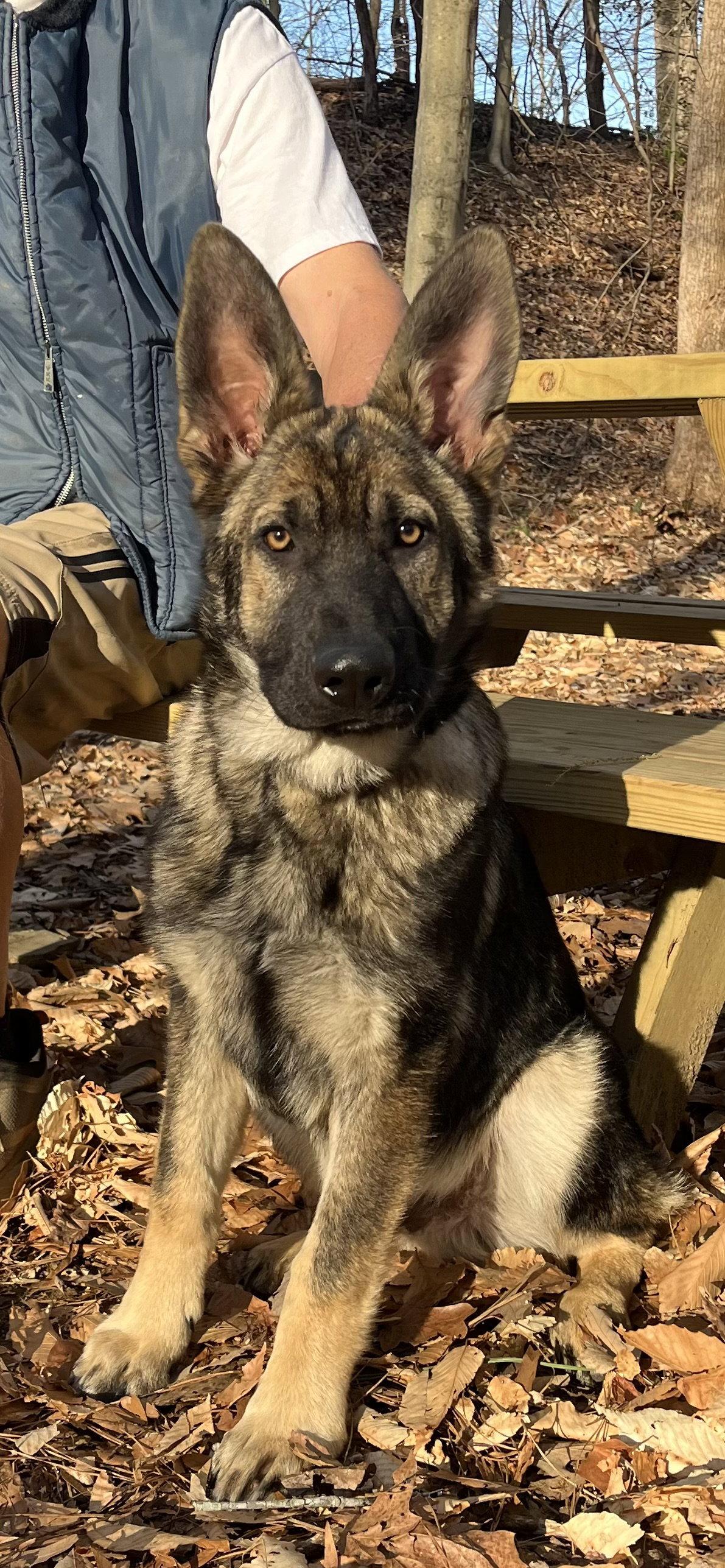 Enlarge Sampson 7238, a Adoptable German Shepherd Dog in Centreville, VA image 1/2