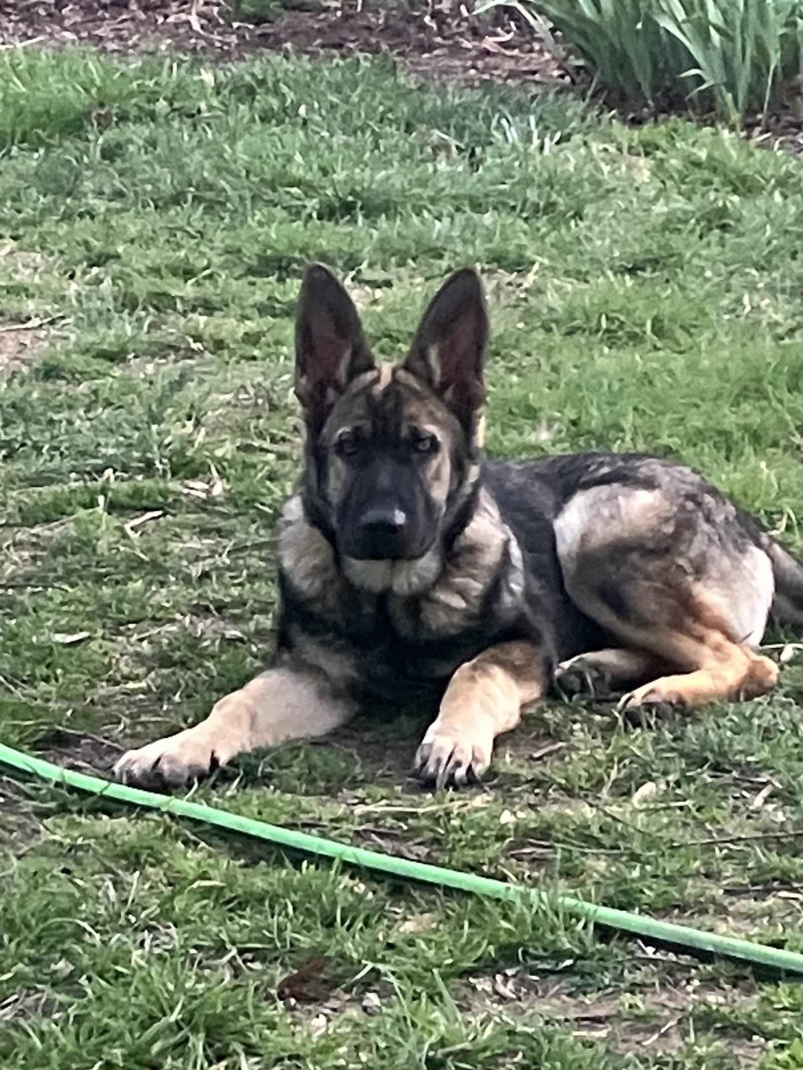 Enlarge Sampson 7238, a Adoptable German Shepherd Dog in Centreville, VA image 2/2