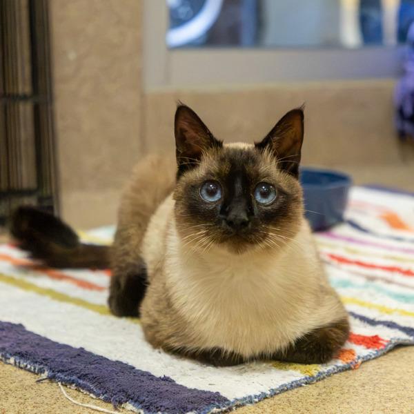 Enlarge Genesis, a Adoptable mixed breed in Oakland, CA image 1/1