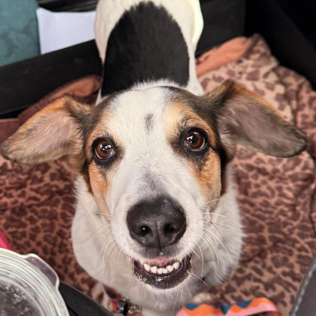 Enlarge Phoebe, a Adoptable mixed breed in Peculiar, MO image 1/6