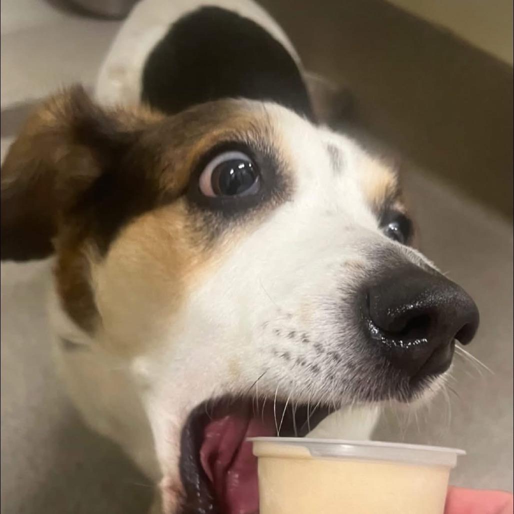 Enlarge Phoebe, a Adoptable mixed breed in Peculiar, MO image 3/6