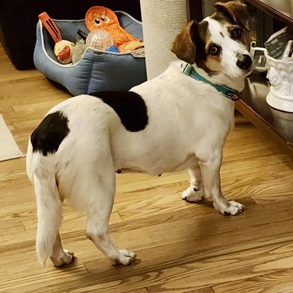 Enlarge Phoebe, a Adoptable mixed breed in Peculiar, MO image 4/6