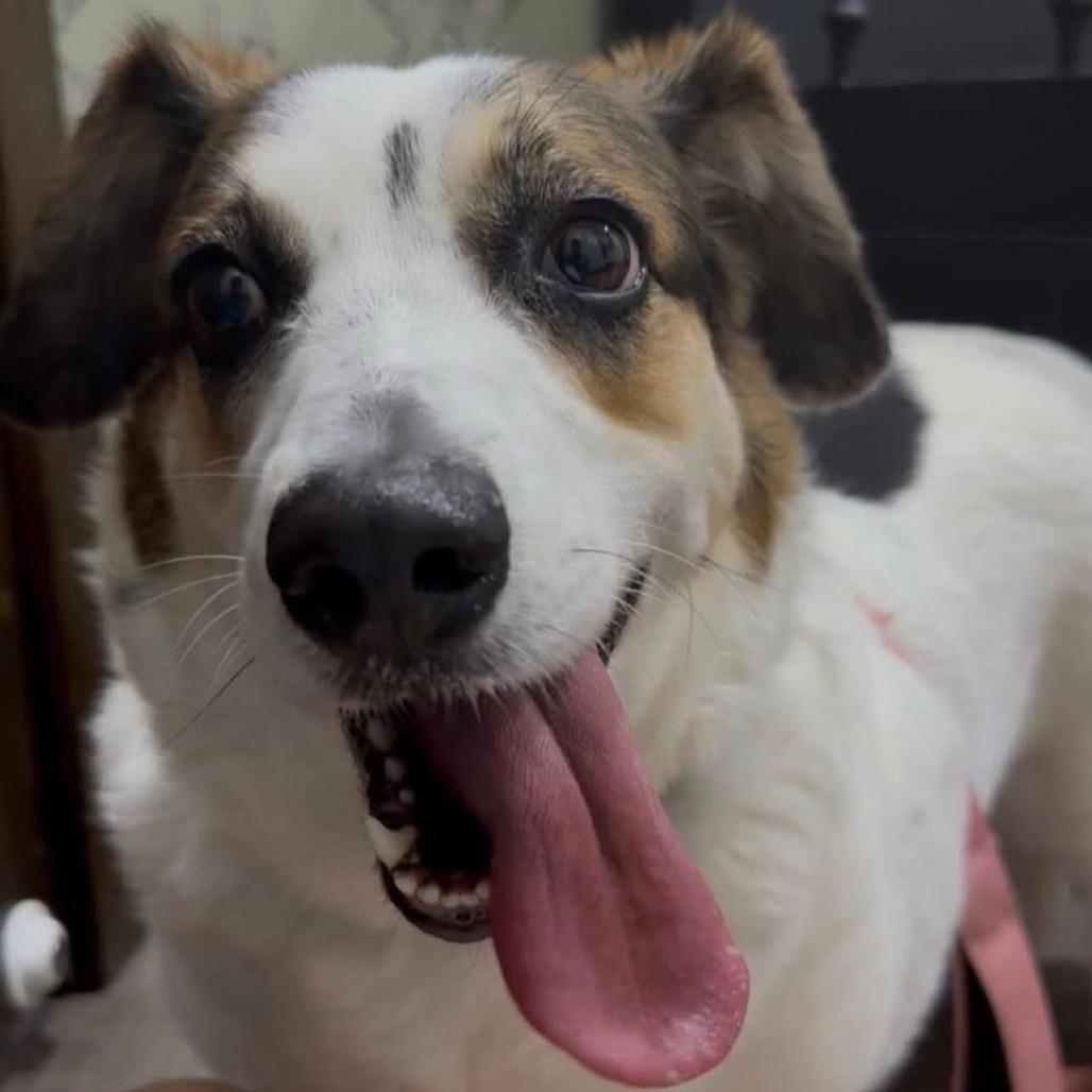 Enlarge Phoebe, a Adoptable mixed breed in Peculiar, MO image 5/6