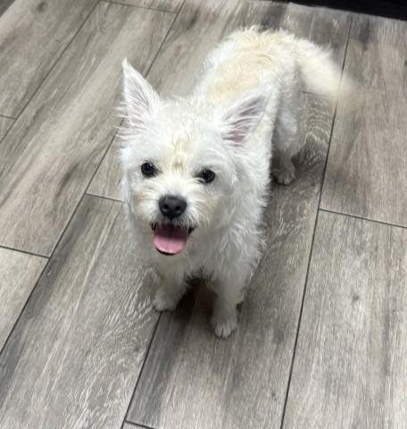 PEACH- PENDING ADOPTION, Adoptable, Adult Female Terrier & Mixed Breed.