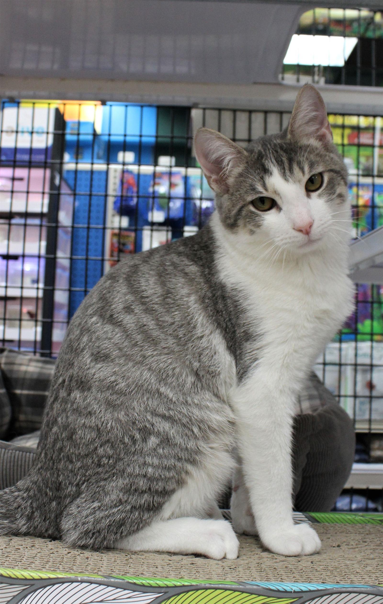 Enlarge Asher & Owen 9.5.19, a Adoptable Domestic Short Hair in Apopka, FL image 1/3