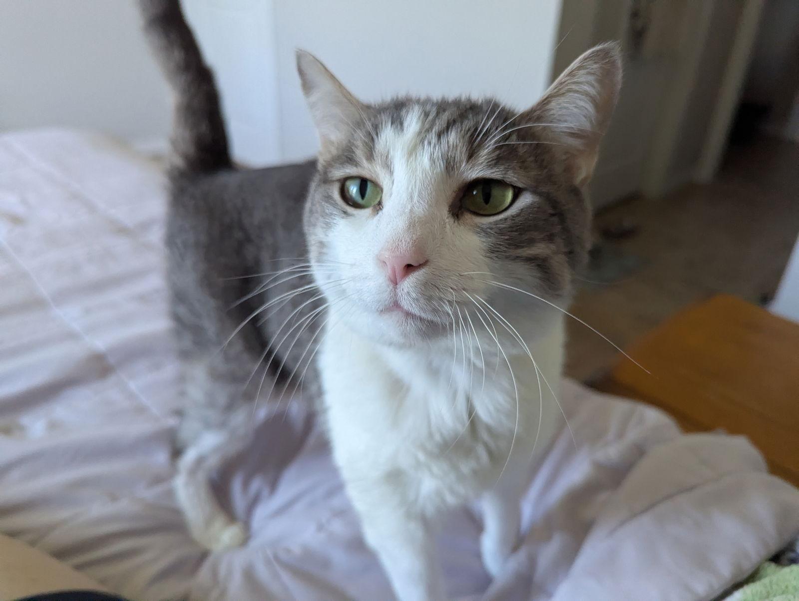 Enlarge Asher & Owen 9.5.19, a Adoptable Domestic Short Hair in Apopka, FL image 2/3