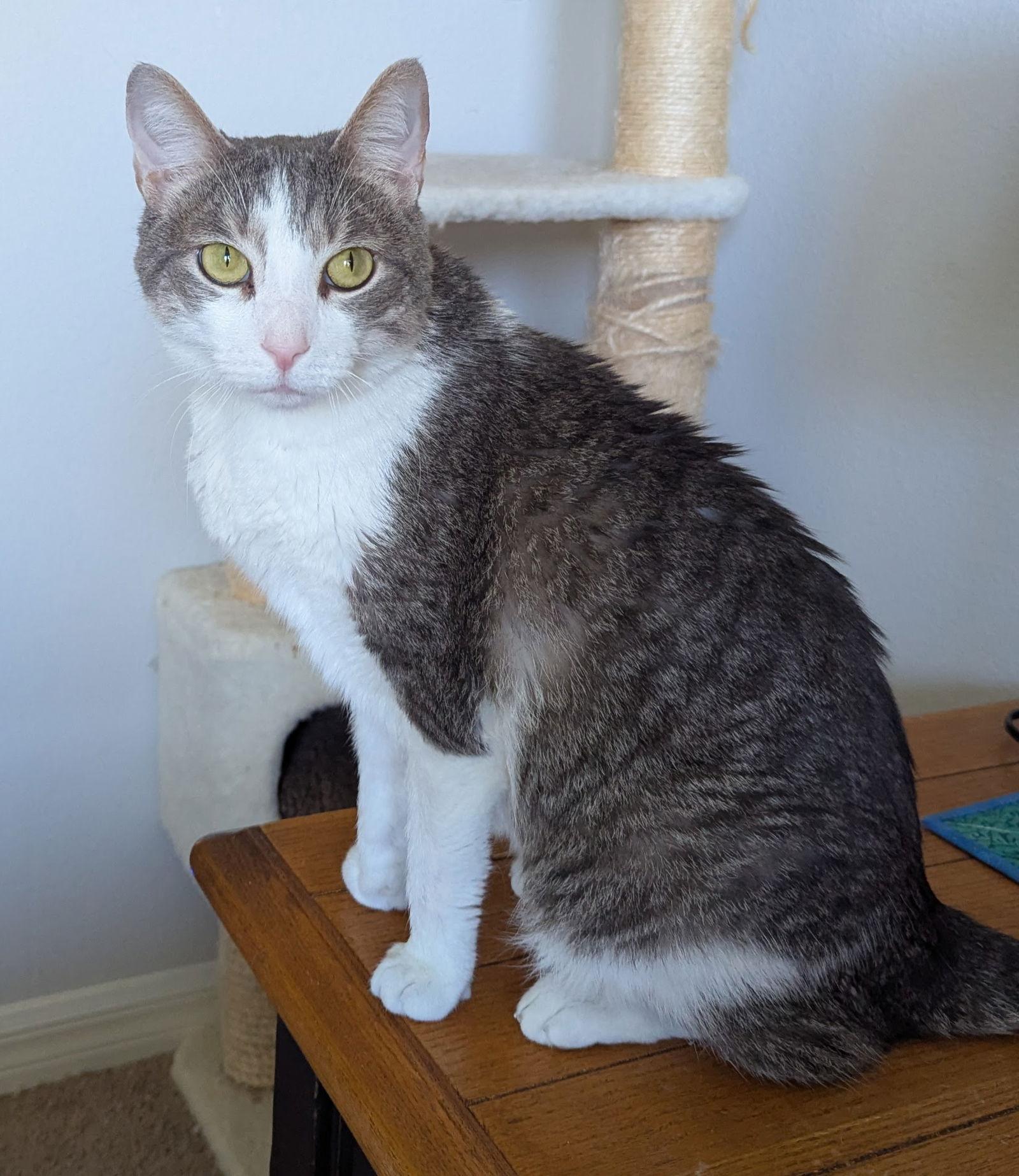 Enlarge Asher & Owen 9.5.19, a Adoptable Domestic Short Hair in Apopka, FL image 3/3