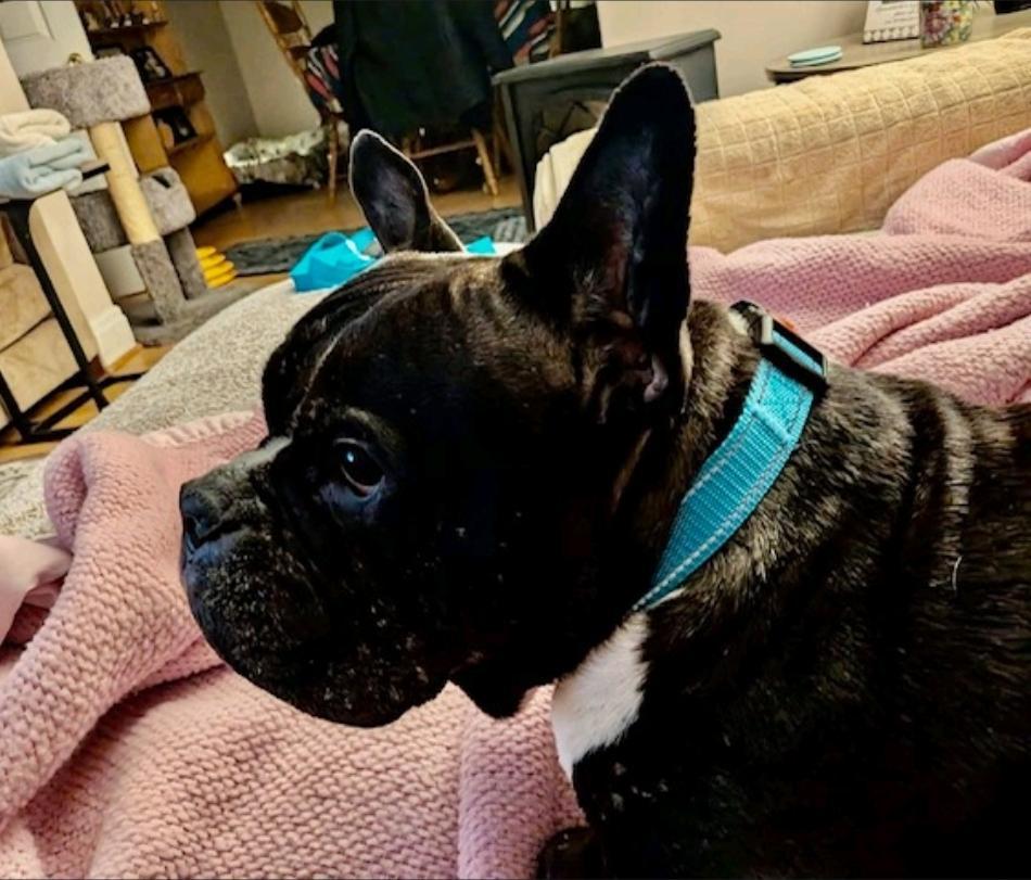 Enlarge Summer Eloise (waived adoption fee), a Adoptable mixed breed in Hamburg, NY image 5/6