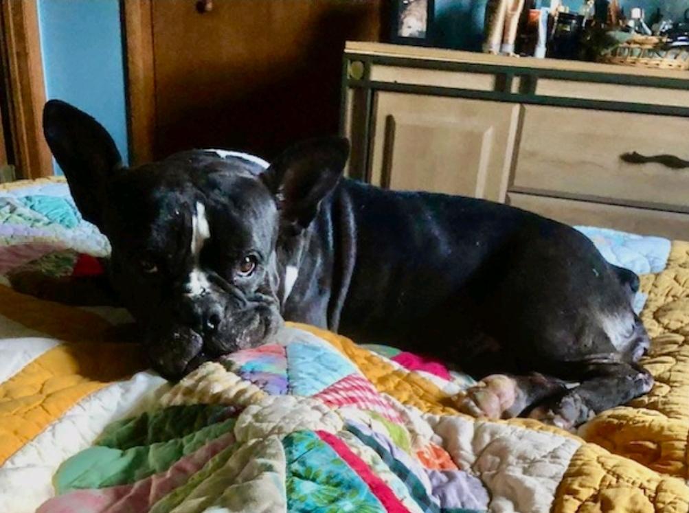 Summer Eloise (waived adoption fee), Adoptable, Adult Female English Bulldog & French Bulldog.