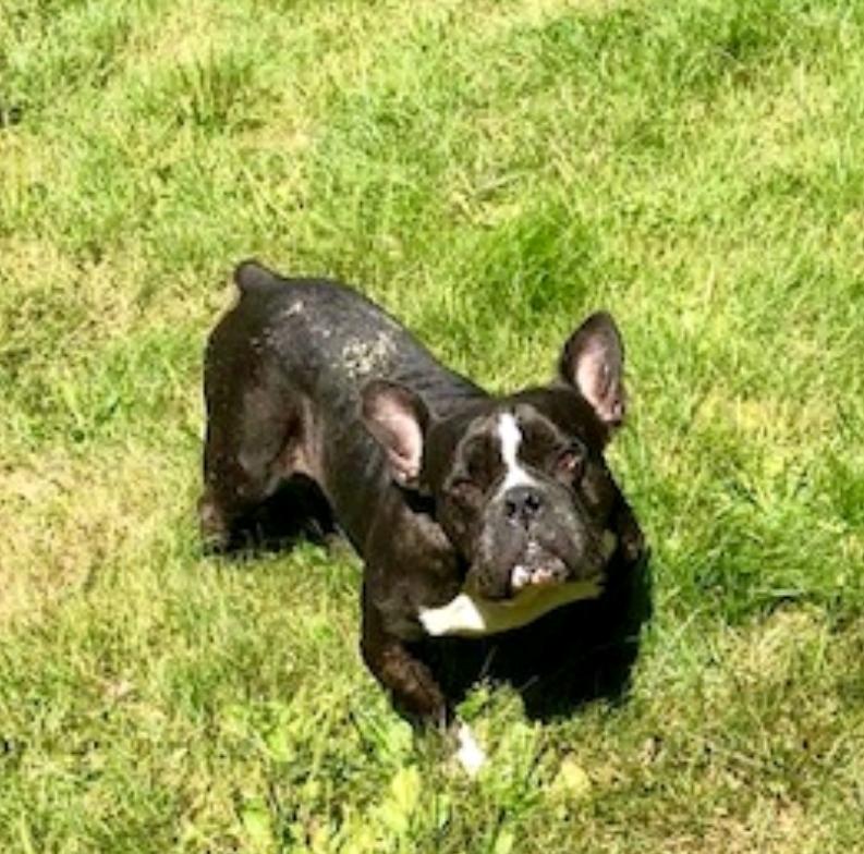 Summer Eloise (waived adoption fee), a Adoptable mixed breed in Hamburg, NY image 4/6