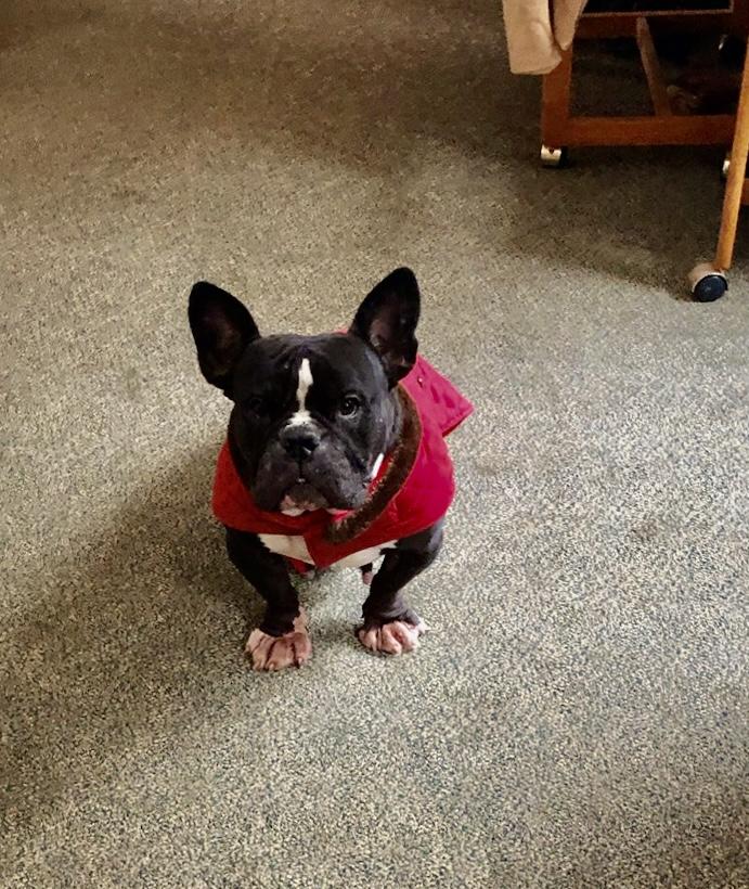 Summer Eloise (waived adoption fee), a Adoptable mixed breed in Hamburg, NY image 3/6