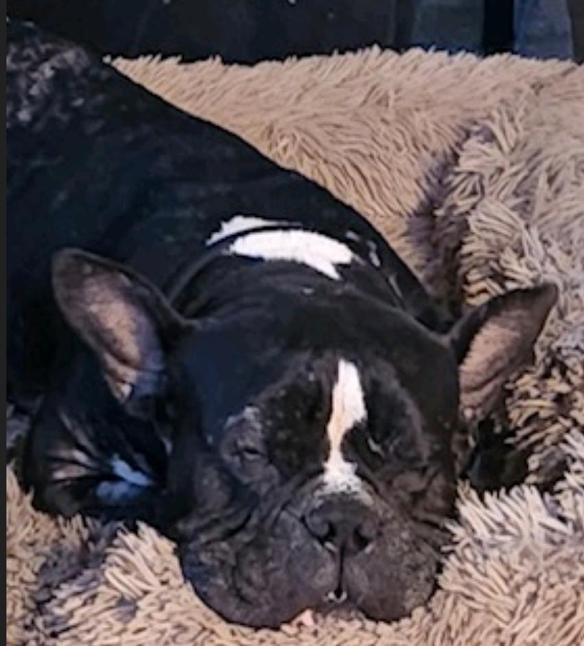 Summer Eloise (waived adoption fee), a Adoptable mixed breed in Hamburg, NY image 5/6