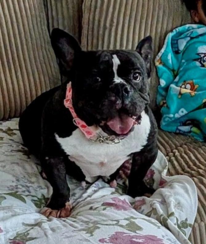 Enlarge Summer Eloise (waived adoption fee), a Adoptable mixed breed in Hamburg, NY image 6/6