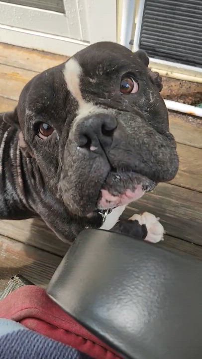 Enlarge Summer Eloise (waived adoption fee), a Adoptable mixed breed in Hamburg, NY video 6/6