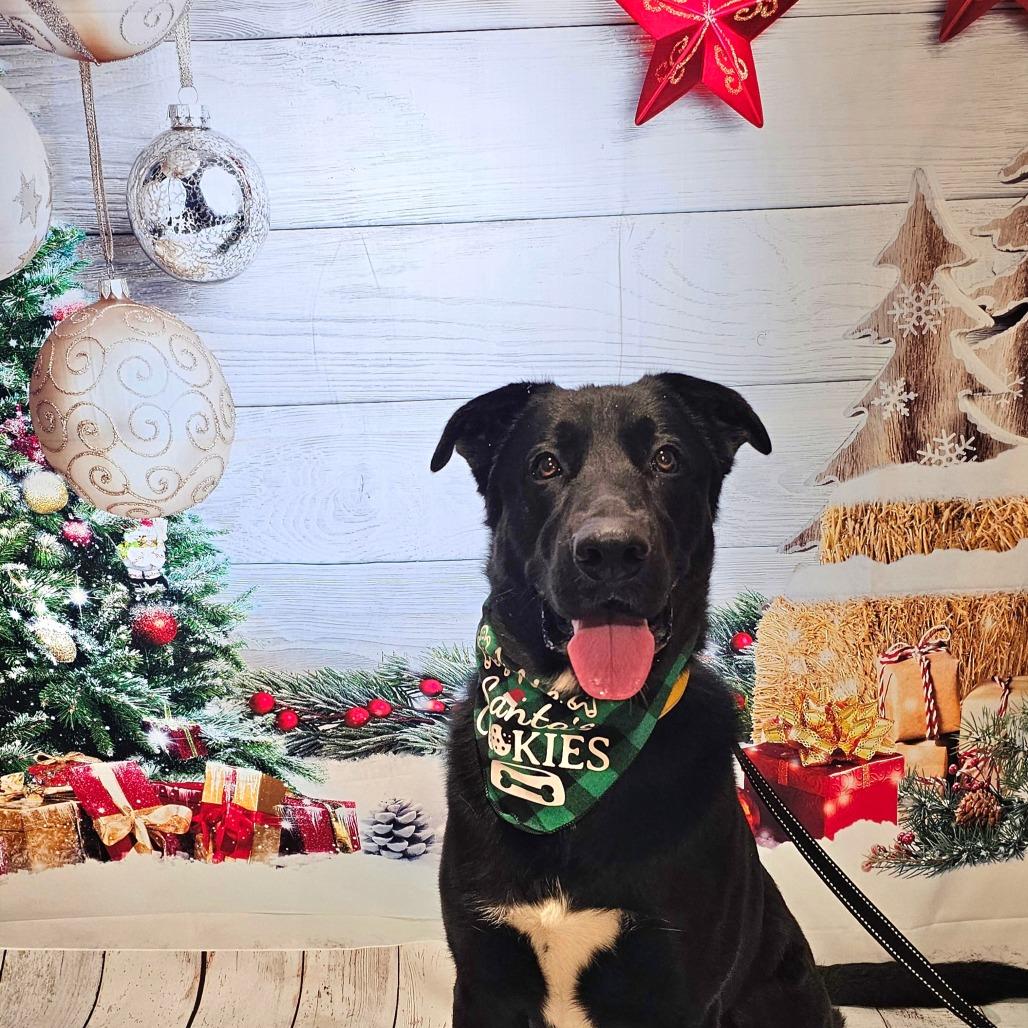 Enlarge Koda, a Adoptable mixed breed in Easton, PA image 1/6