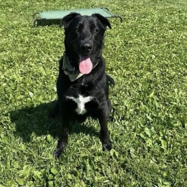 Enlarge Koda, a Adoptable mixed breed in Easton, PA image 2/6