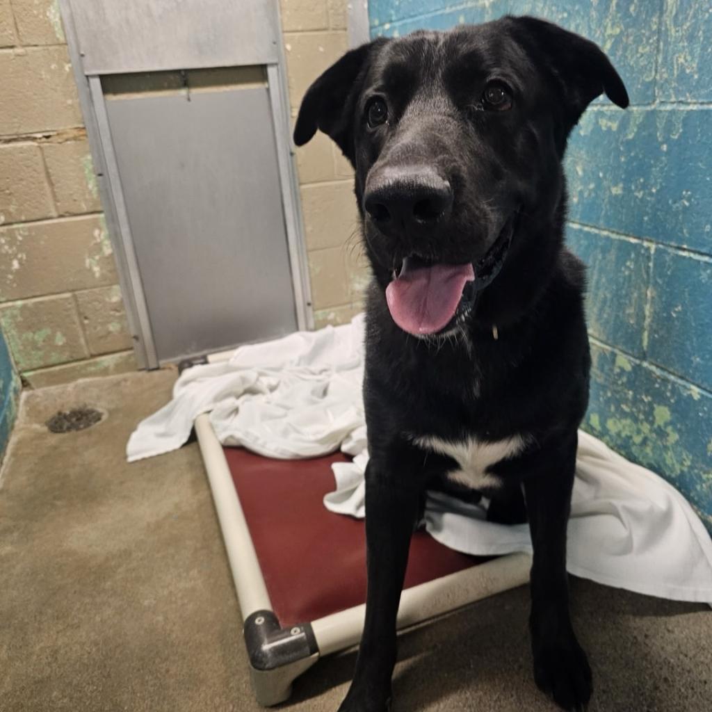 Enlarge Koda, a Adoptable mixed breed in Easton, PA image 3/6