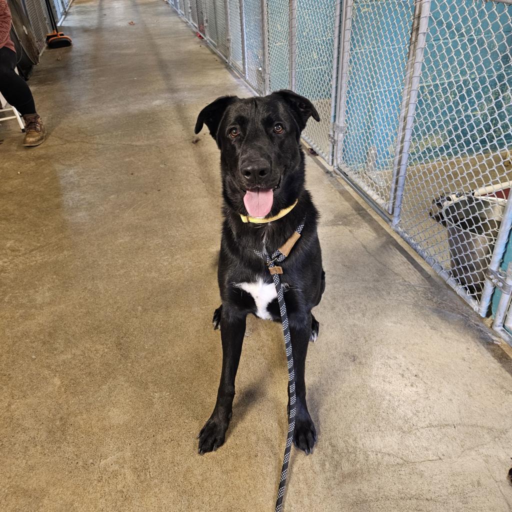 Enlarge Koda, a Adoptable mixed breed in Easton, PA image 5/6