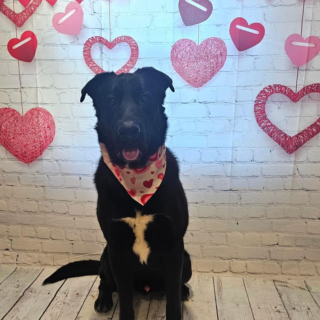 Enlarge Koda, a Adoptable mixed breed in Easton, PA image 6/6