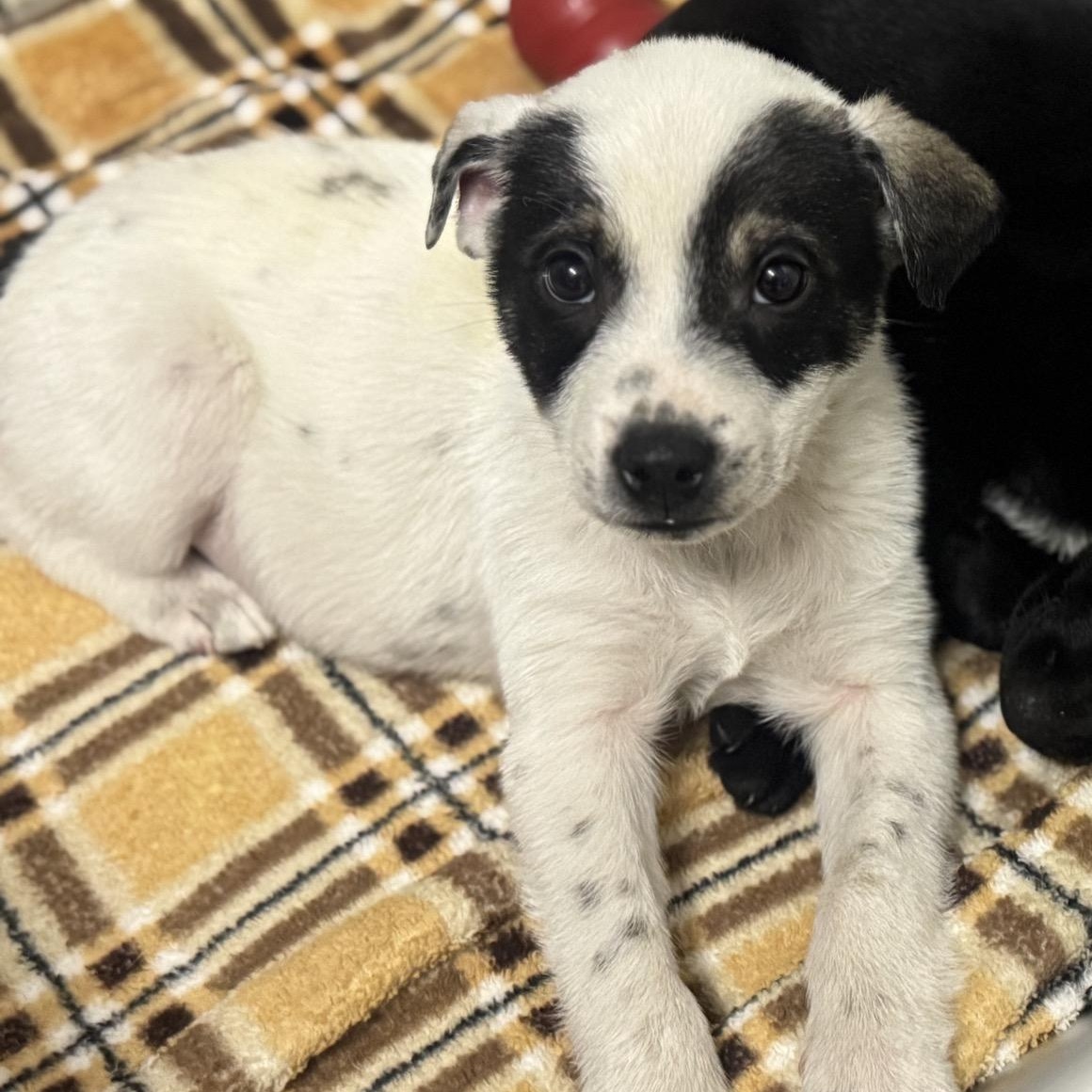 Wrangler, a ADOPTABLE mixed breed in Owensboro, KY image 3/3