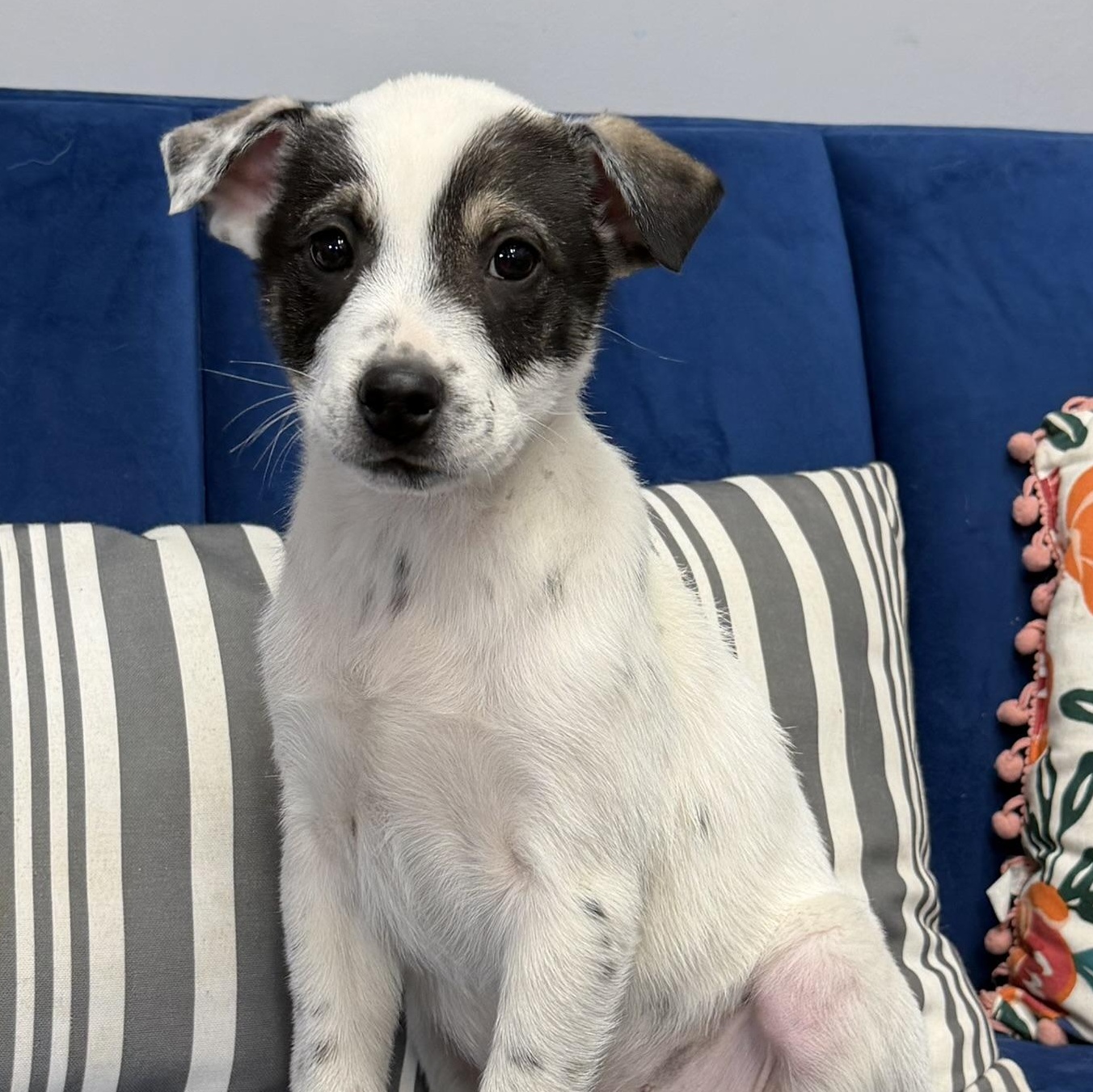 Wrangler, a ADOPTABLE mixed breed in Owensboro, KY image 2/3