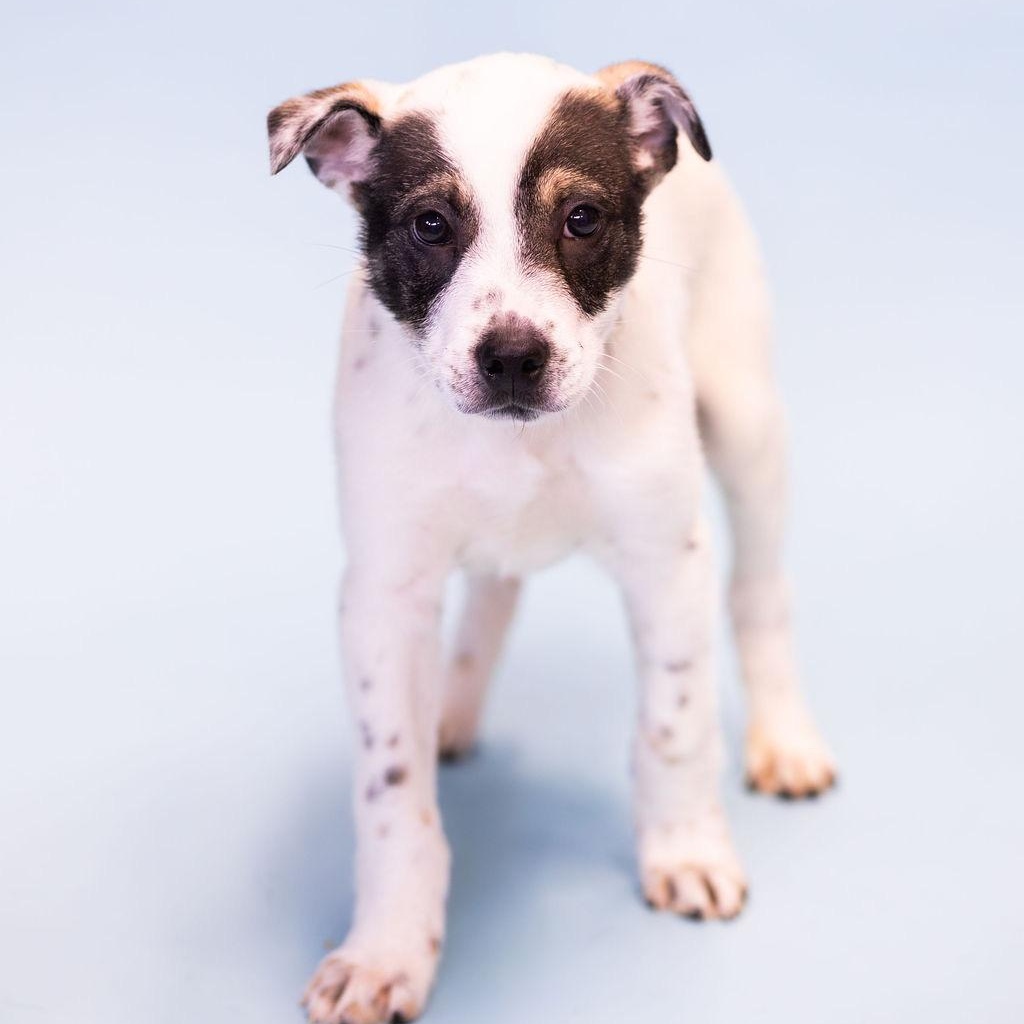 Wrangler, adopted, Puppy Male Shepherd.