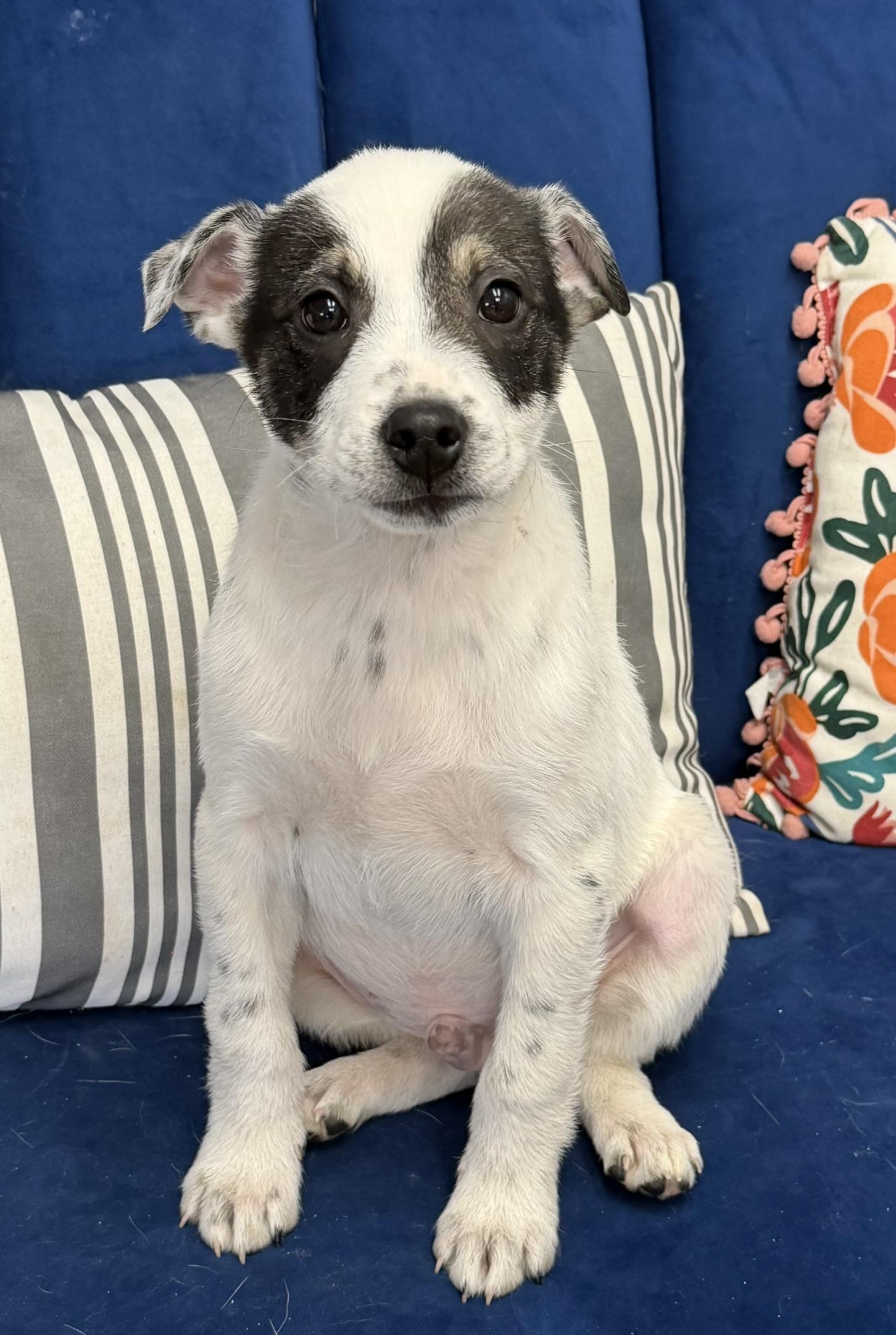 Wrangler, a ADOPTABLE mixed breed in Owensboro, KY image 1/3