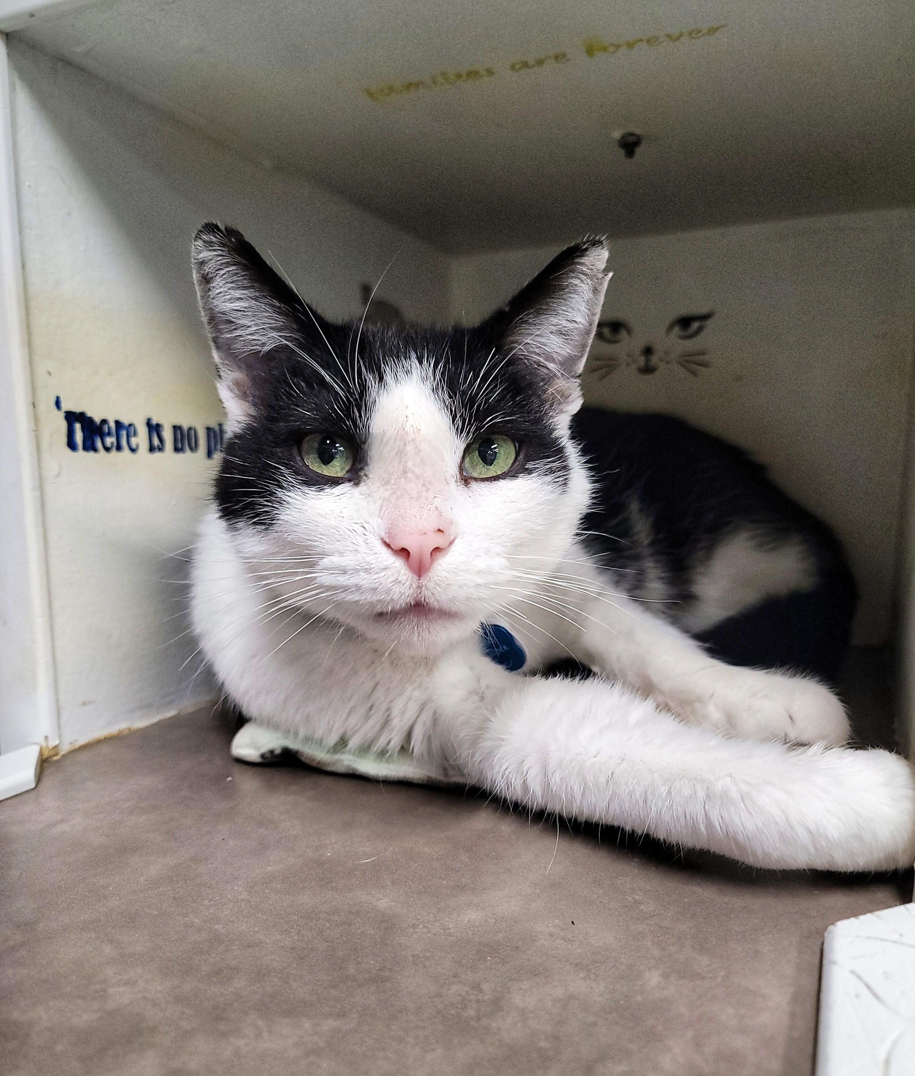 Enlarge Otho Fenlock, a ADOPTABLE Domestic Short Hair in Grand Rapids, MI image 3/4