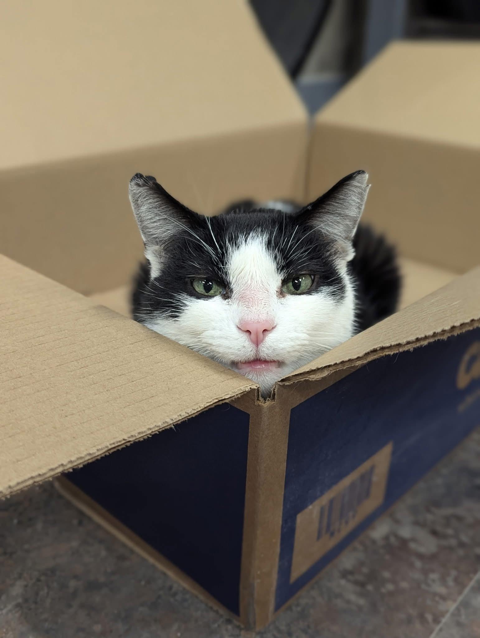 Enlarge Otho Fenlock, a ADOPTABLE Domestic Short Hair in Grand Rapids, MI image 2/4