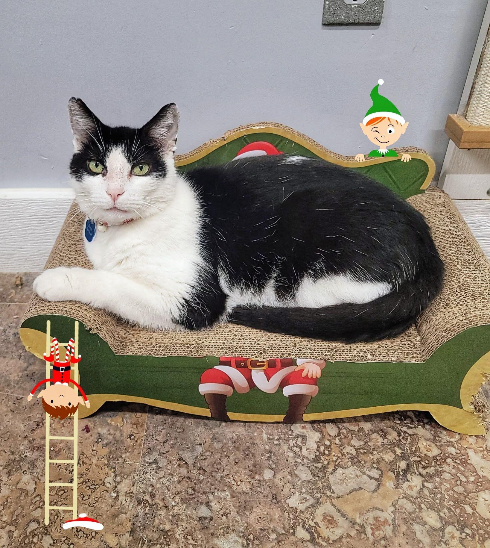 Otho Fenlock, ADOPTABLE, Adult Male Domestic Short Hair.