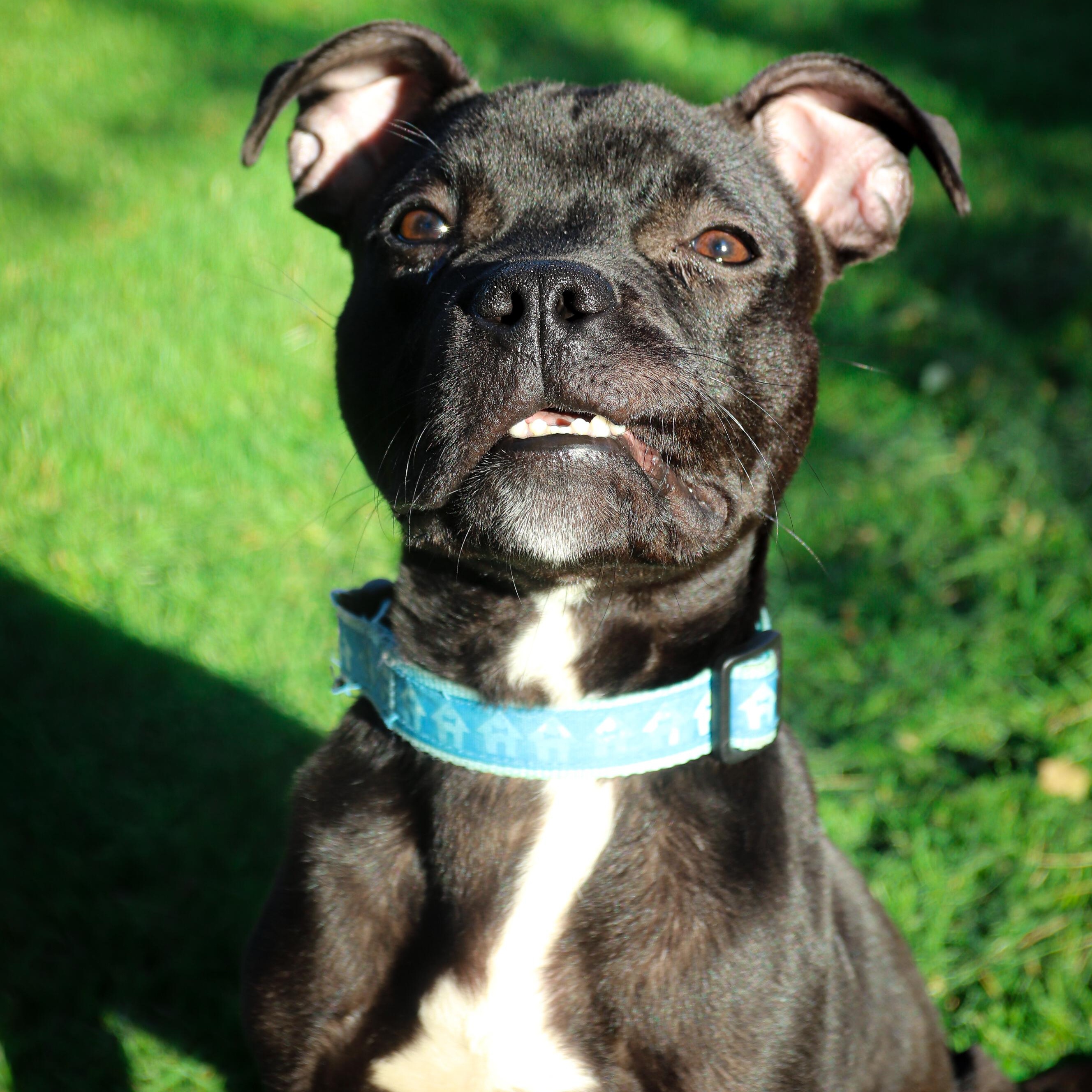 Enlarge Marvin, a ADOPTABLE mixed breed in Rochester, NY image 2/6