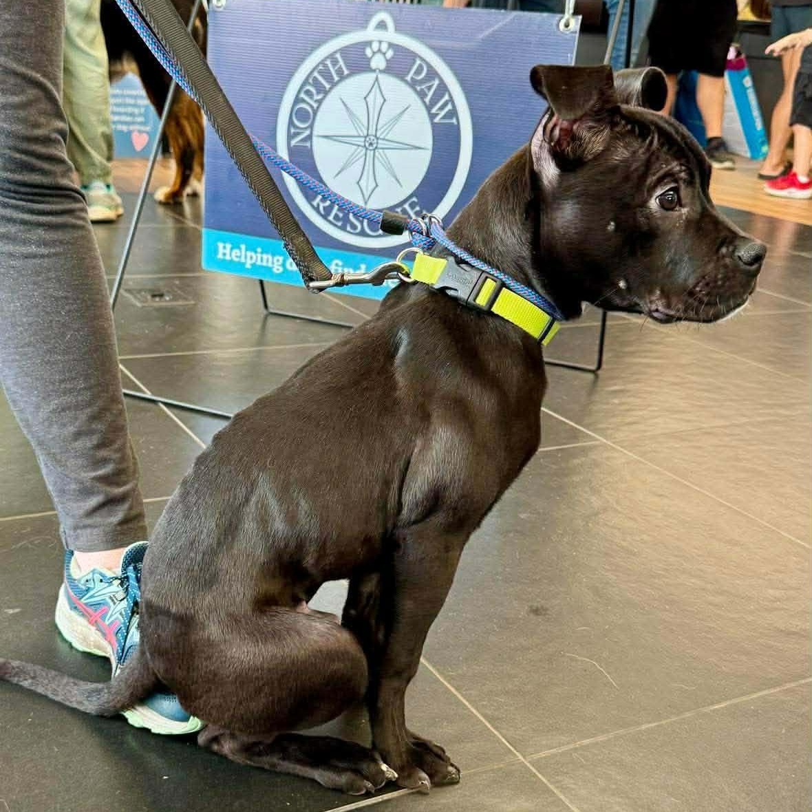 Enlarge Marvin, a ADOPTABLE mixed breed in Rochester, NY image 5/6