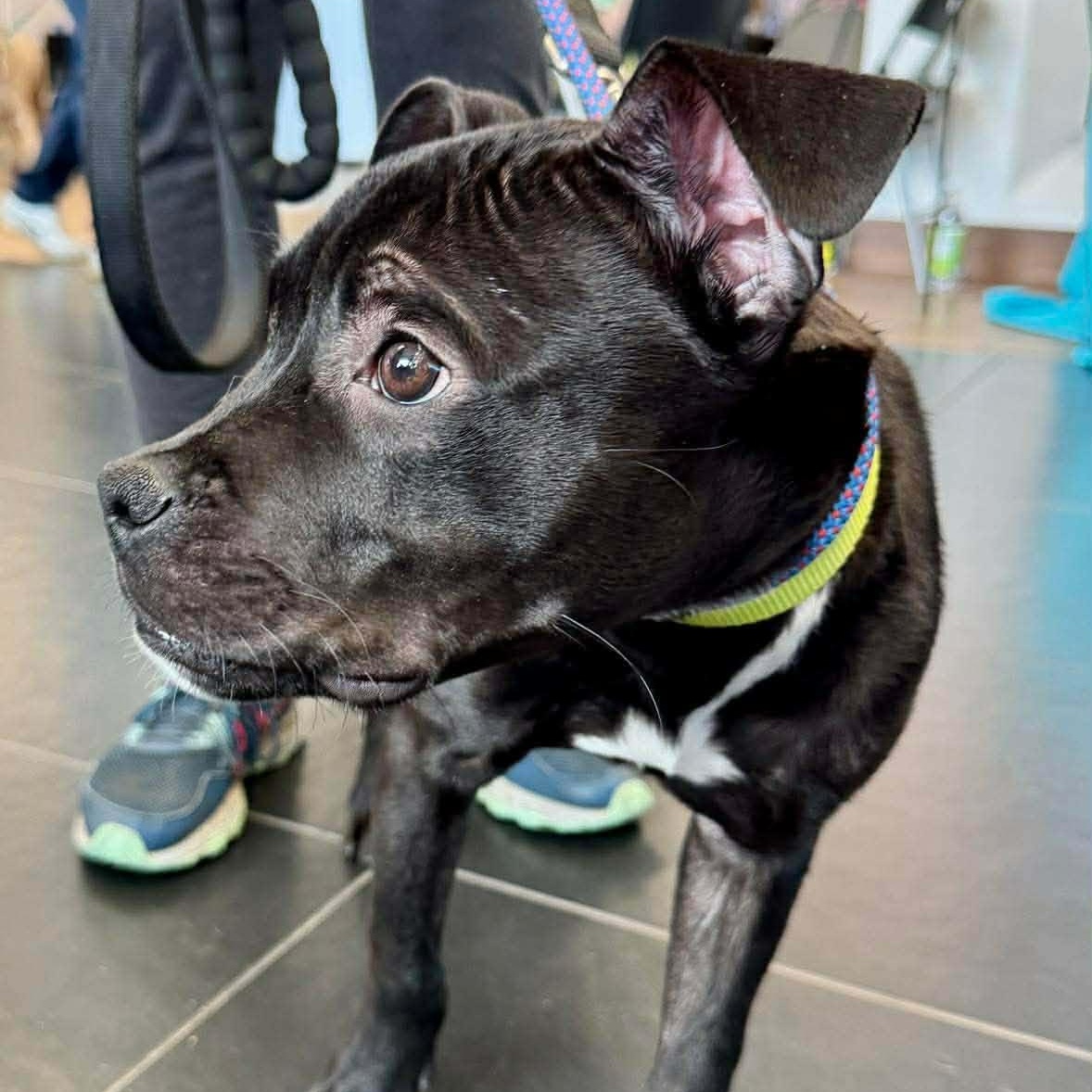 Enlarge Marvin, a ADOPTABLE mixed breed in Rochester, NY image 6/6