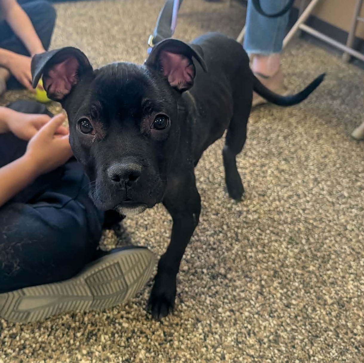 Enlarge Marvin, a ADOPTABLE mixed breed in Rochester, NY image 2/6