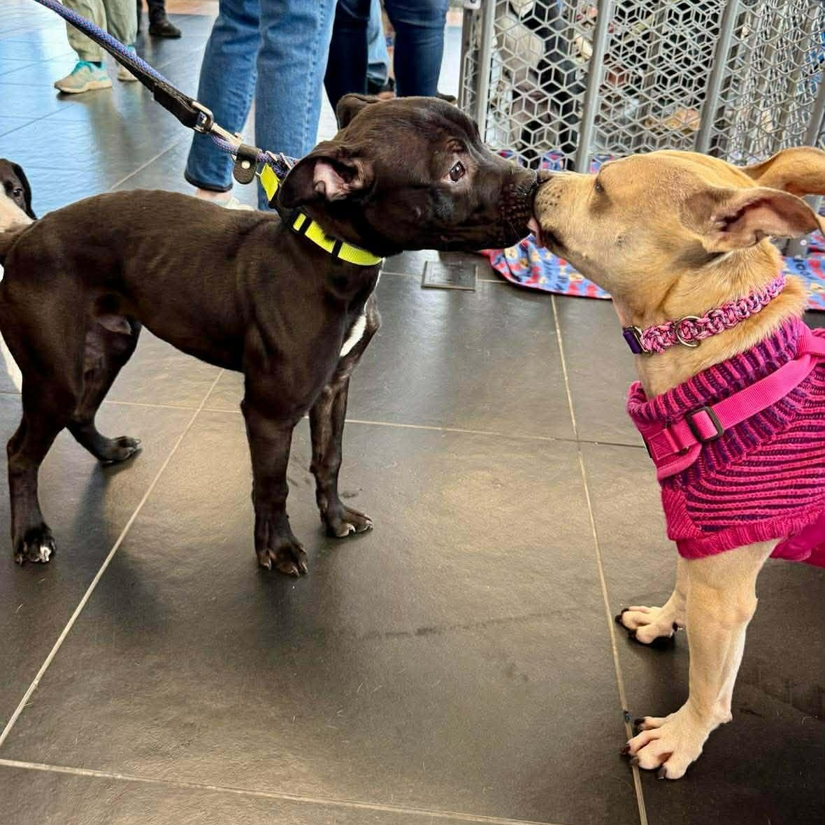 Enlarge Marvin, a ADOPTABLE mixed breed in Rochester, NY image 3/6