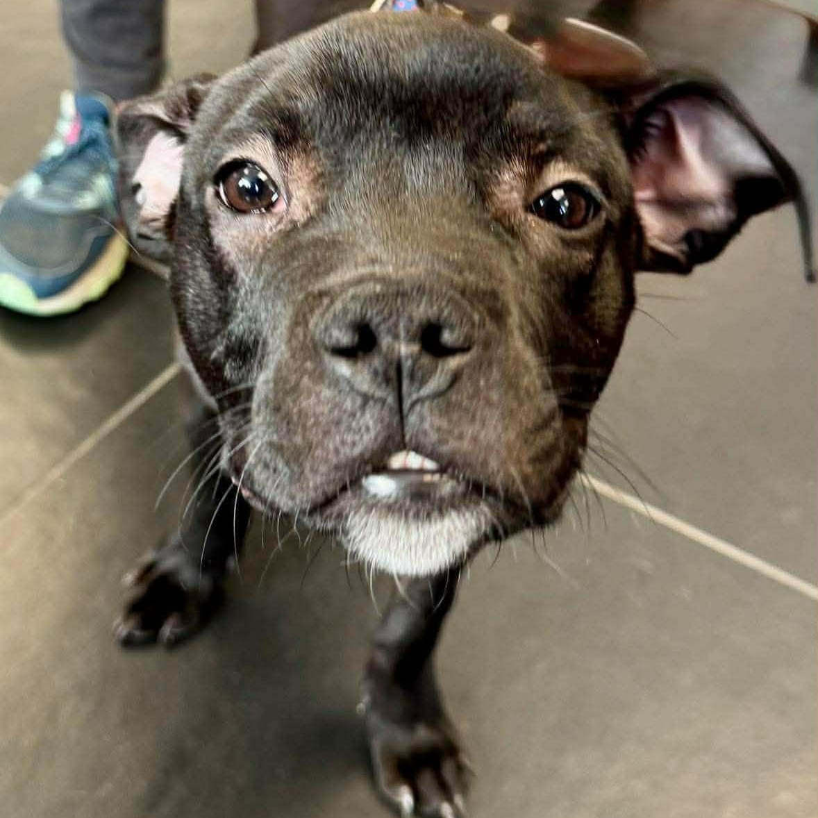 Enlarge Marvin, a ADOPTABLE mixed breed in Rochester, NY image 4/6