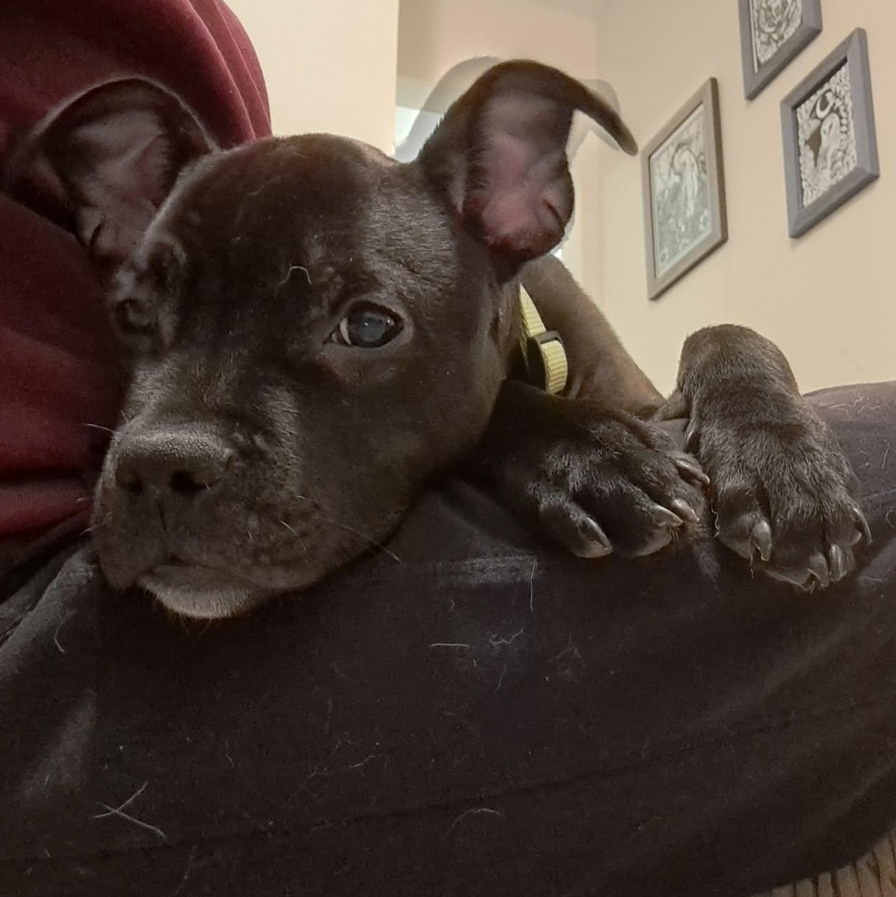 Enlarge Marvin, a ADOPTABLE mixed breed in Rochester, NY image 1/6