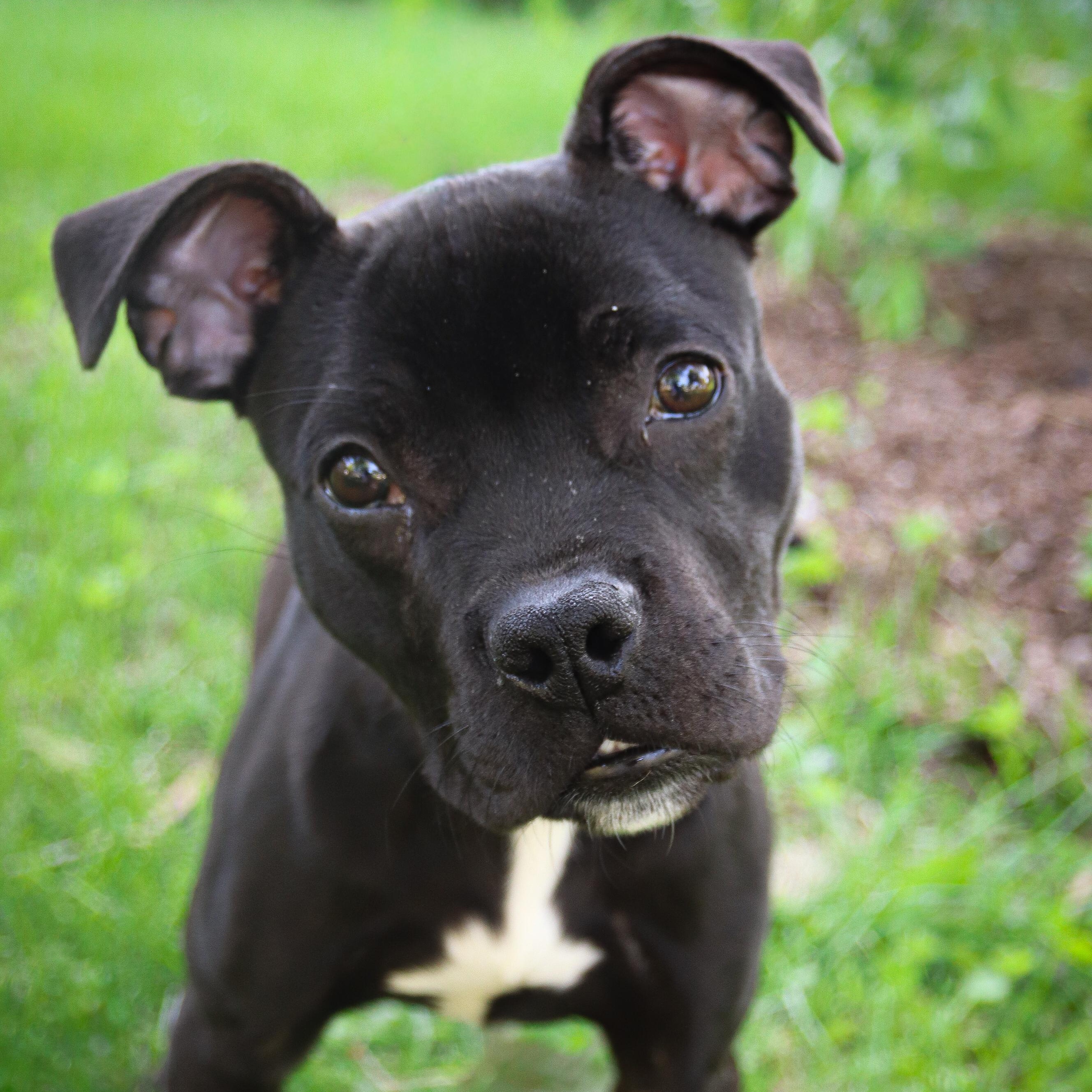 Enlarge Marvin, a ADOPTABLE mixed breed in Rochester, NY image 1/6