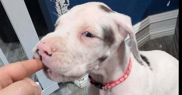 Enlarge Neesa, a Adoptable Great Dane in Troy, VA image 1/3