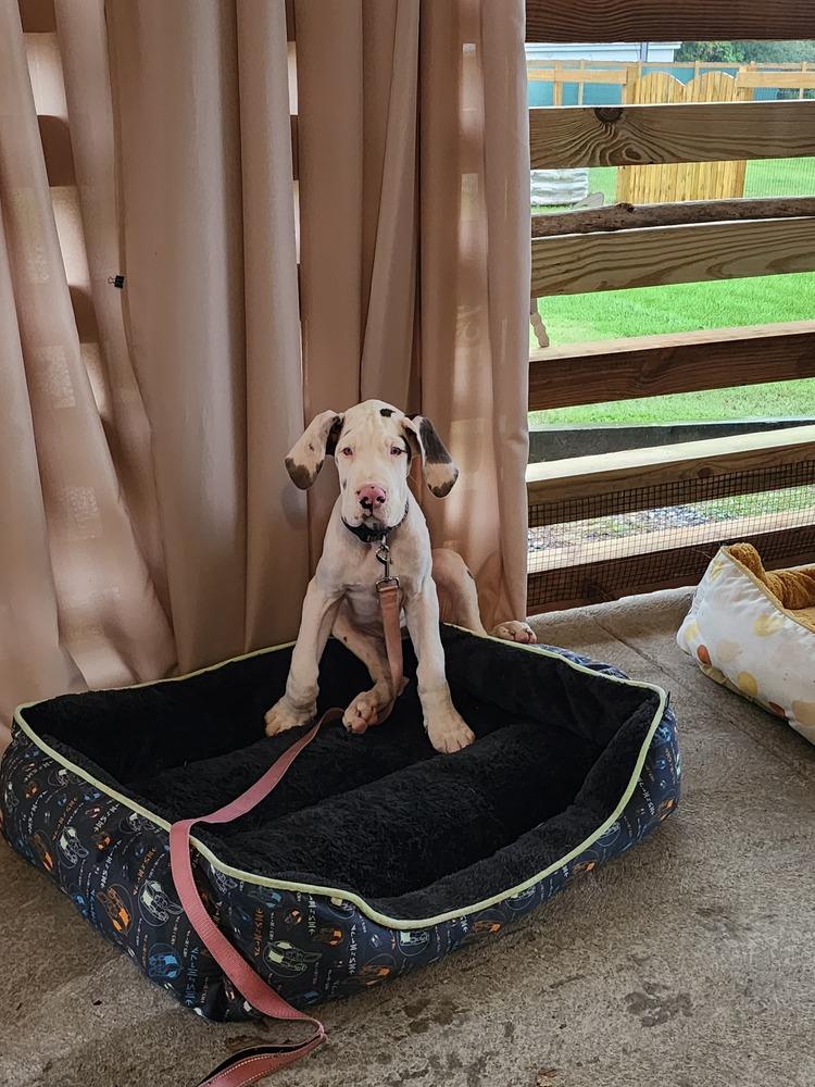 Enlarge Neesa, a Adoptable Great Dane in Troy, VA image 2/3